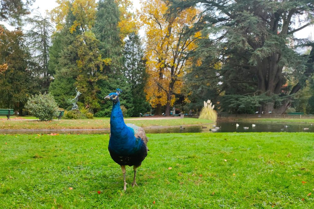 Cartões de Crédito na França: Comparativo entre as Melhores Opções das Principais Bancas como Société Générale e Caisse d’Épargne - Como solicitar cartão de crédito online na França?