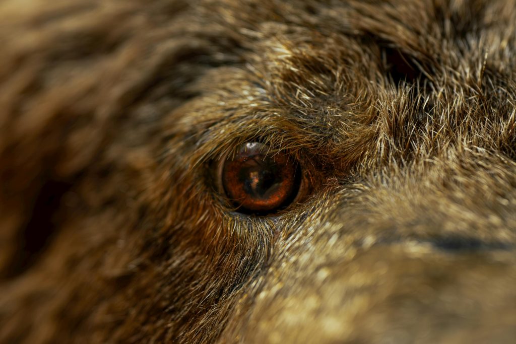 Comparativo das Principais Opções de Empréstimos em Israel: eLoan.co.il, Tala e Tarya em Foco - Como solicitar emprétimo online em Israel?